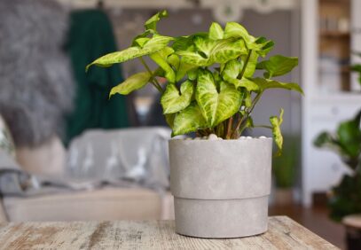 Pot of arrowhead plant