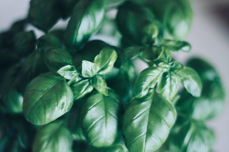 Plant of basil