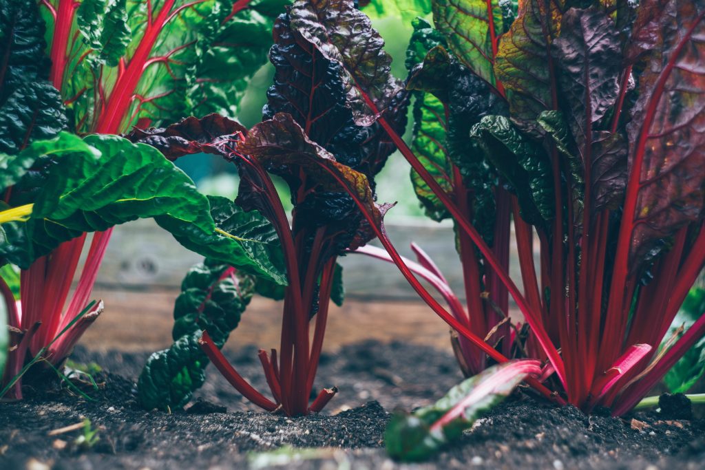 10 Vegetables that Grow in Clay Soil [+ Proven Tips For Fast Growth