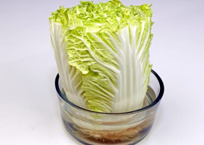 Growing cabbage in water