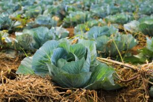 Cabbages growing in field