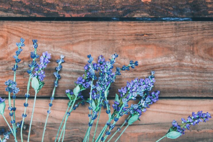 Lavender leaves with flower