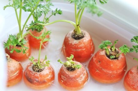 Growing carrot in water