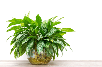Pot with Chinese Evergreen
