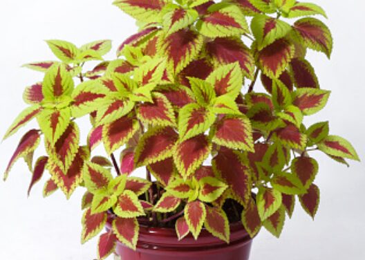 Pot of coleus plant