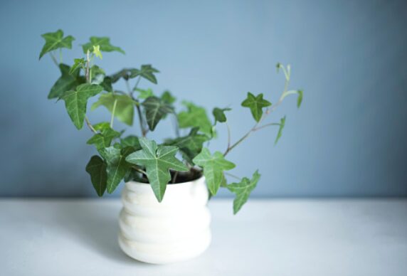 Pot with English ivy