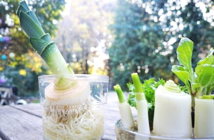 Fresh green onions in glass