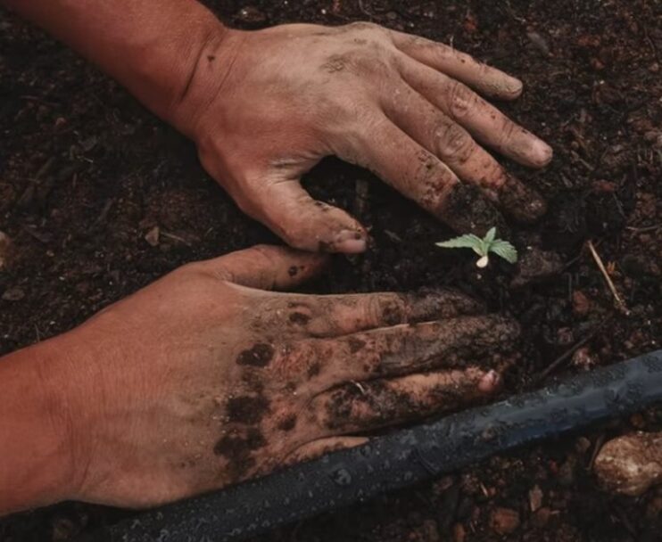 Picture of planting a plant