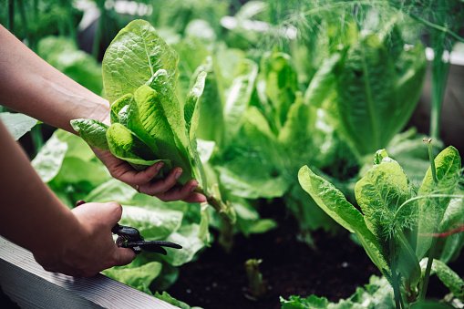 Picture of salad leaves