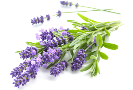 Plant of lavender