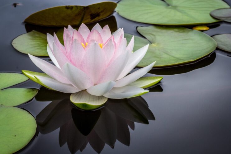 lotus plant in water