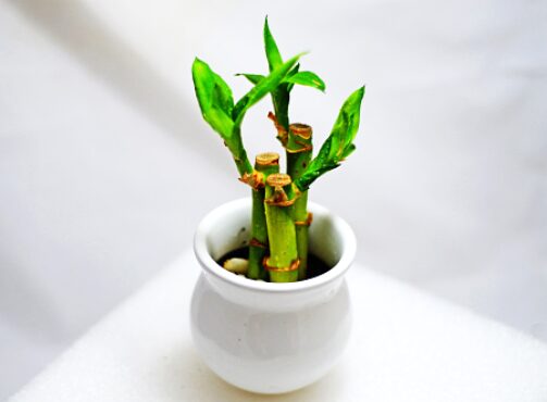 Pot of lucky bamboo