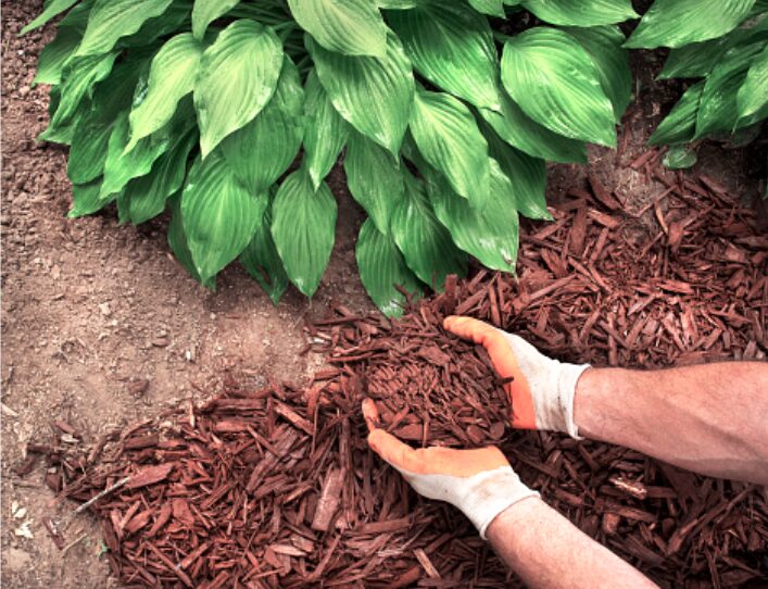 picture of hands applying mulch in field
