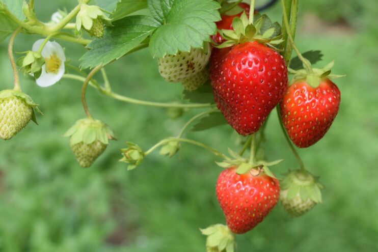 Strawberries hanging in the plant