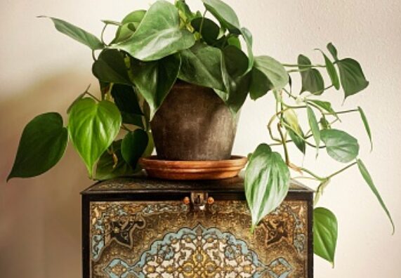 Pot of philodendron plant