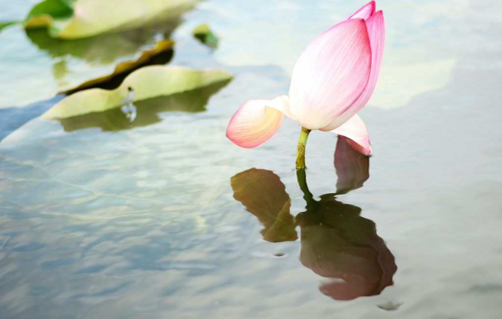 A flower in water