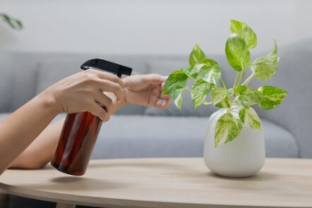 watering plant in vase