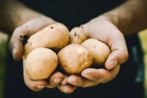 picture of hands holding potatoes