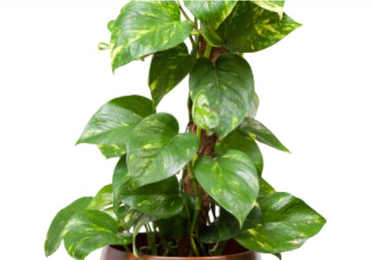 Plant of pothos