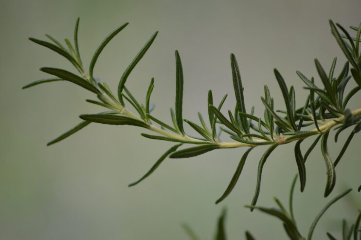 Branch of rosemary