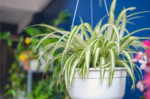 Hanging pot with spider plant