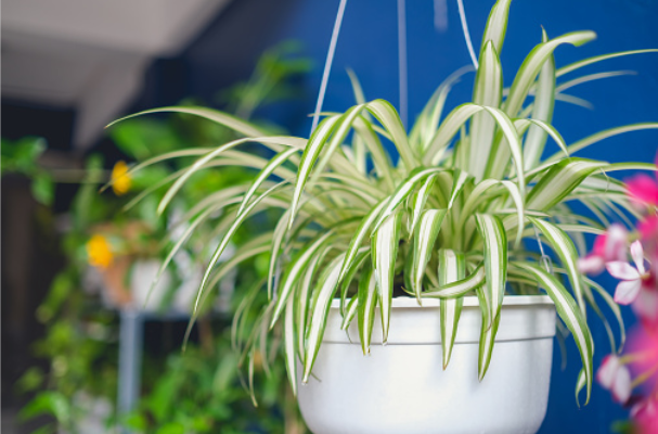 Hanging pot with spider plant