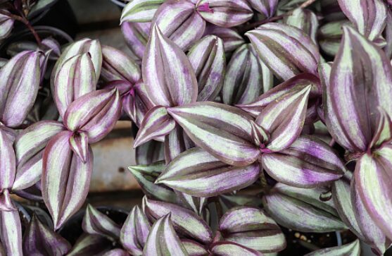 plant of wandering jew