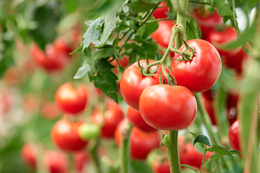 Picture of tomatoes