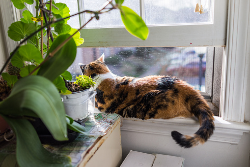 Cat sitting on windowsill by plants looking outside