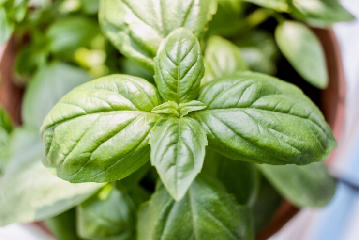 picture of basil plant from top view