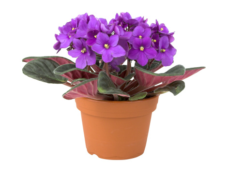 Picture of African violet