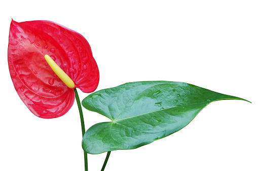 picture of anthurium plant with red and green color