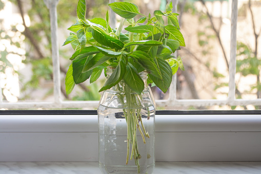 picture of indoor gardening of basil plant