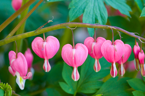 bleeding heart hanging in branches