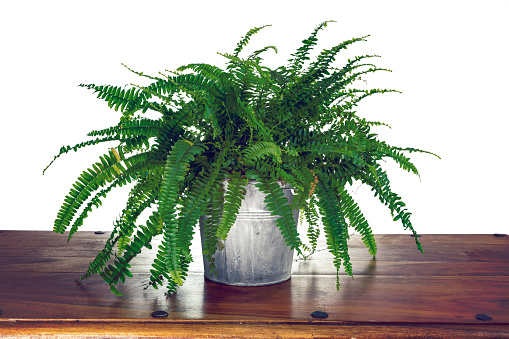 Picture of Boston fern