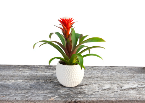 Picture of Bromeliad
