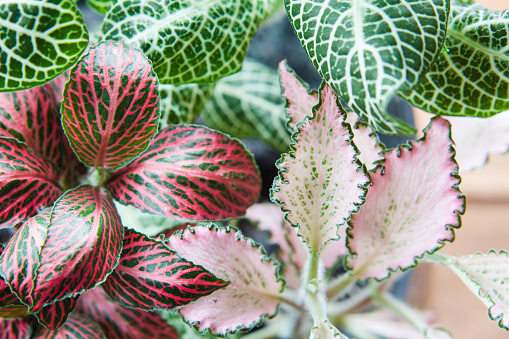Picture of Fittonia