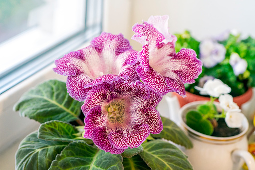 Picture of Gloxinia