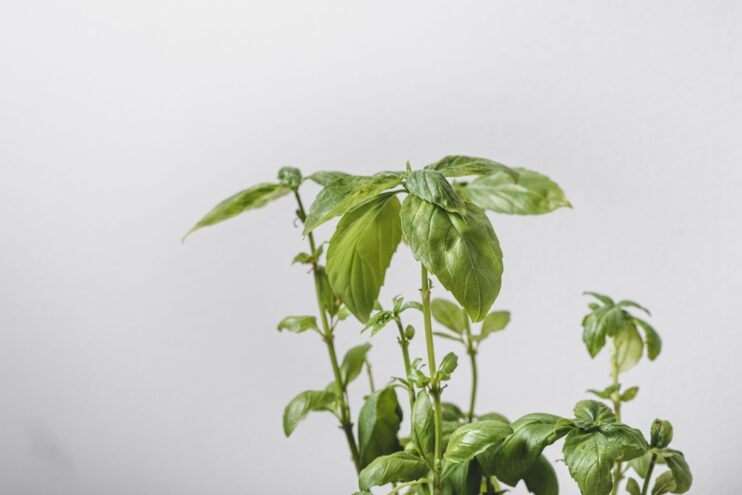 picture of a grown basil plant