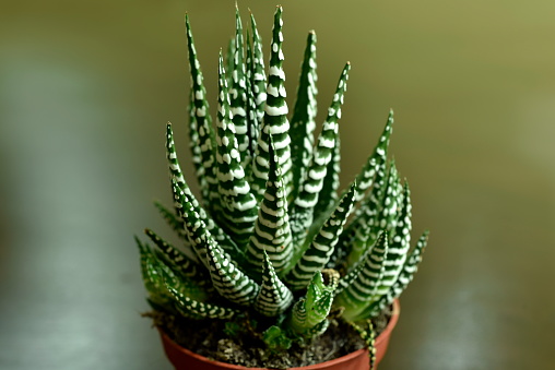 Picture of Haworthia