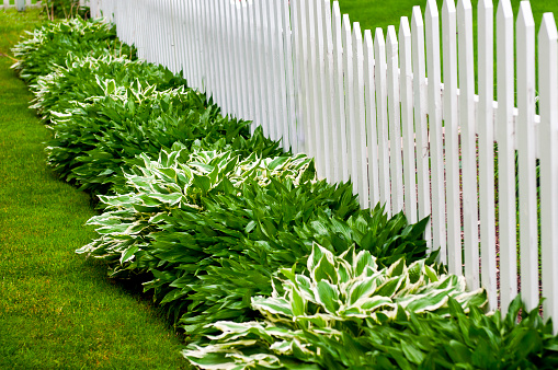 picture of Hosta plants across fence