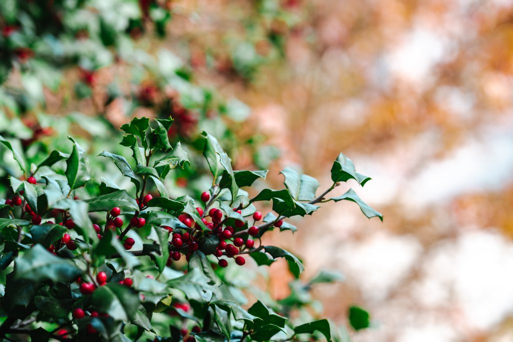 cherries growing in tree