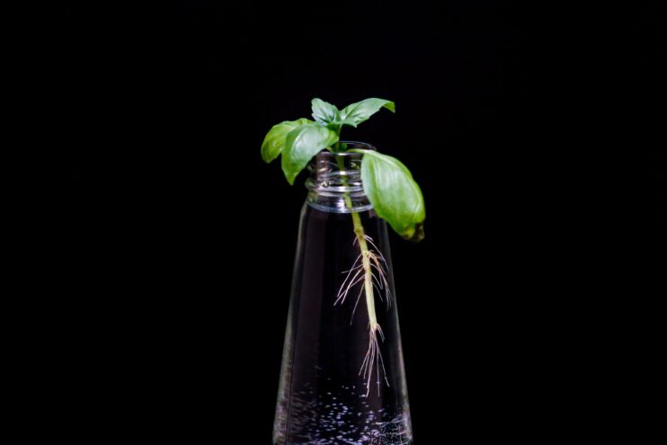 Picture of basil plant in long jar