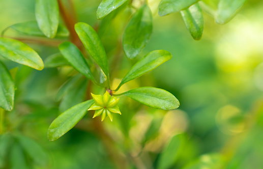 Picture of star anise plant