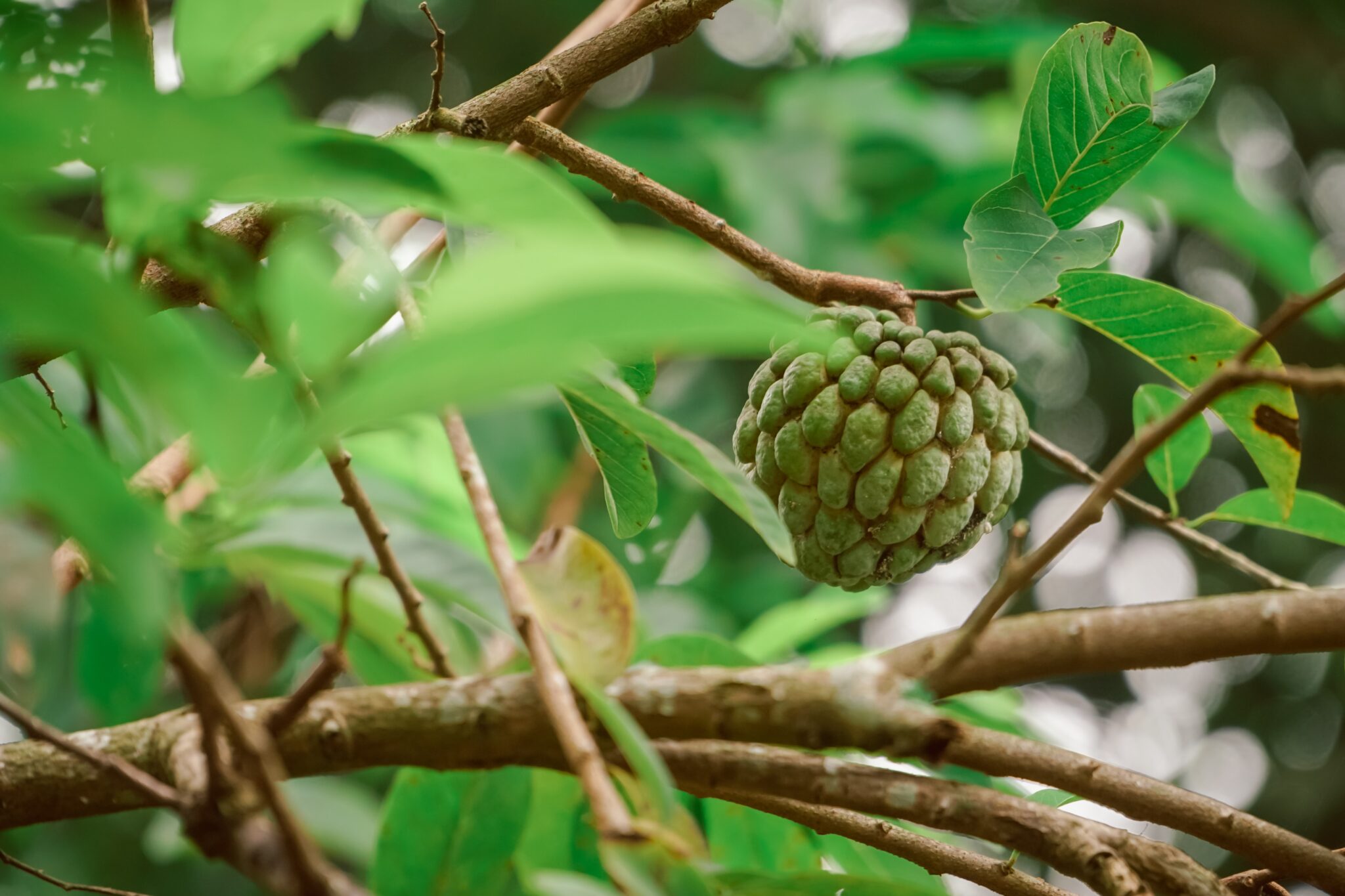 How To Grow Sugar Apple Seedling Faster? (Step By Step) Gardening Rookie
