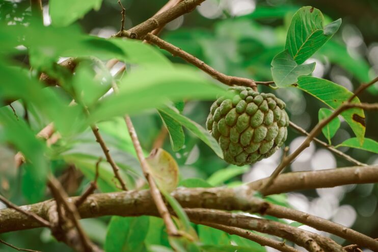 sugar apple hanging in the branch