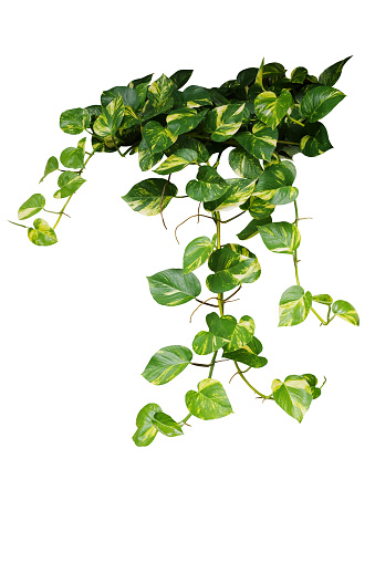 picture of money plant hanging