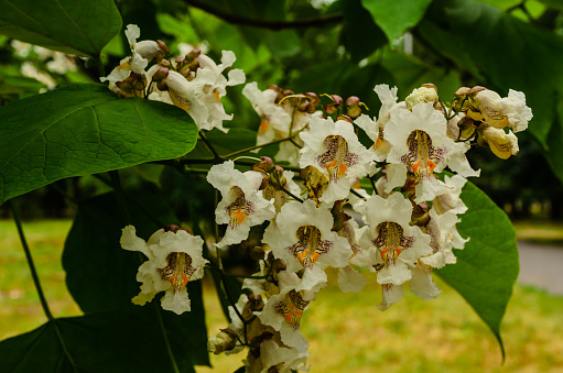 norther catalpa's leaves and flowers