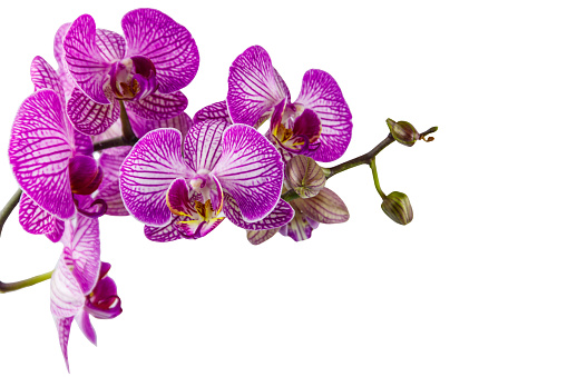 Picture of orchid flower