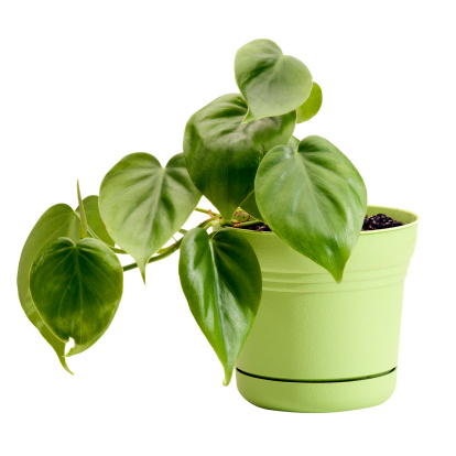 picture of philodendron plant in a pot